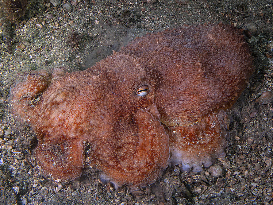 Eledone cirrhosa